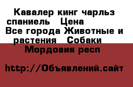 Кавалер кинг чарльз спаниель › Цена ­ 50 000 - Все города Животные и растения » Собаки   . Мордовия респ.